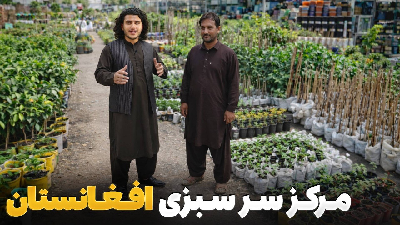 هی میدان طی میدان -  دیدار باسط ایرج از بررگترین نهال فروشی صادراتی در افغانستان