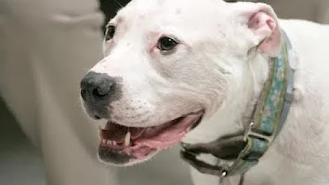 Brain tumor treatment for dogs may soon be used in human patients