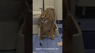 Floppa Perseus made a mess of the bathroom #caracal