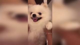 РЖАЧНЫЕ МОМЕНТЫ 2018 ОКТЯБРЬ 💥💥💥...