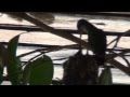 Colibríes  Documental  Primera parte