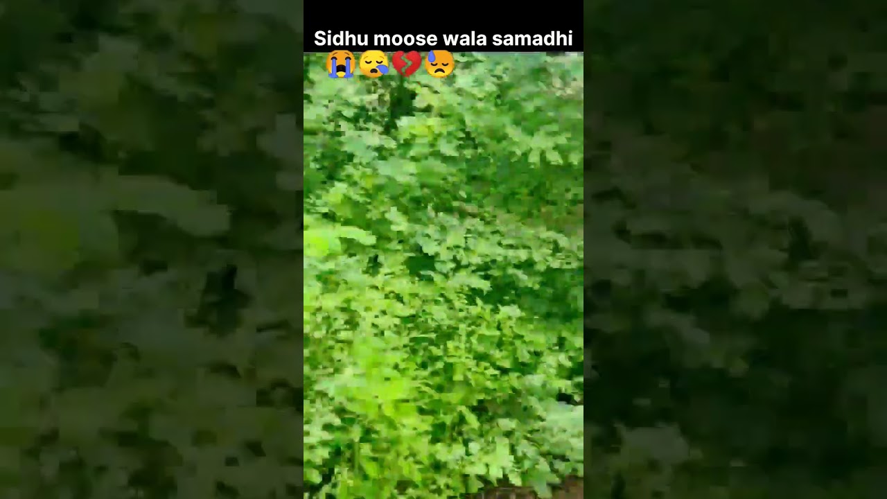 Sidhu Moose Wala Ki Samadi ! Maa ! Yt short #sidhumoosewala #295 #maa #short #shorts 😓💔😭😭😪😭