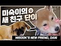 스스로를 고양인 줄 아는 미숙이가 강아지를 만난다면? [펫다이어리7] My puppies first friend