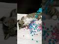 Epic Reverse😺🌈 CatMarble Rainbow4#shorts #cat #asmr #trendingshorts#satisFyingvideo