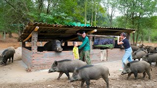 The couple built and completed a spacious pigsty together - Welcoming a new herd of wild boars