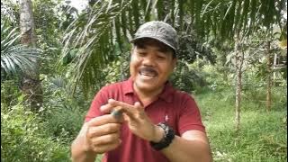 cara termudah mikat khusus burung prenjak kepala merah