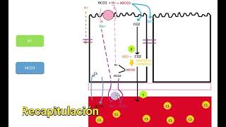 Fisiología - Absorción de agua y electrolitos a nivel intestinal