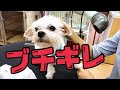 顔のドライングがイヤすぎてブチ切れるマルチーズ【おしゃべりセラくん】