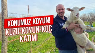 Koyunlar ne yer? Doğan kuzulara nasıl baktım? Koç katımı ince detaylar !