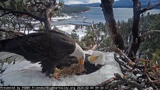 Shadow brings a blanket to Jackie FOBBV CAM Big Bear Bald Eagle Live Nest - Cam 1 \/ Wide View - Cam