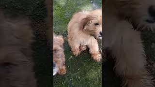 Lhasa Apso puppies in Enugu  09080365242 #enugu #dog #petdogs #commandoskennel