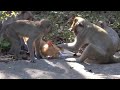 MONKEYS Playing With CATS | Funny pataka