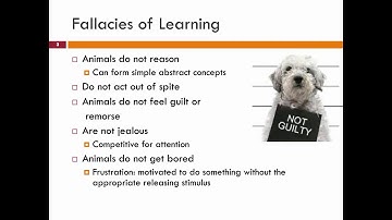 Behavior Modification for Cats: 2. - class