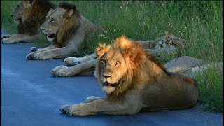 Six male lion seen on 10 Jan 2023 at Paul Kruger Gate in Kruger National Park