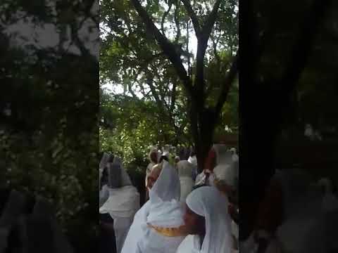 ተዋህዶ እማማ