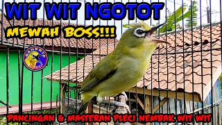 PLECI Ngotot NEMBAK Wit Wit Terbaik buat pancingan dan masteran pleci agar cepat Nembak