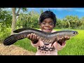       kutti puli cooking snake head fish fry  kutti puli nanban