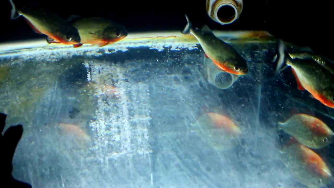  Red  Belly  Piranha  Fish Fry  Anak Ikan Pirana Amazon YouTube