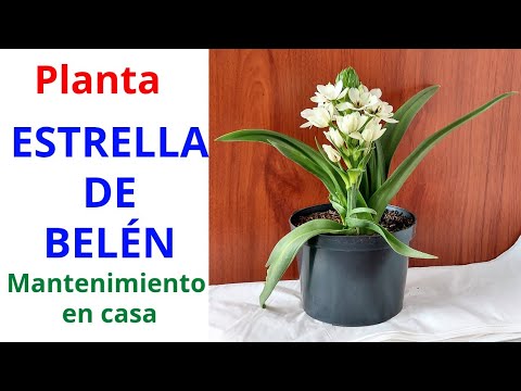 Video: Star Información de la planta: información sobre este hongo en forma de estrella