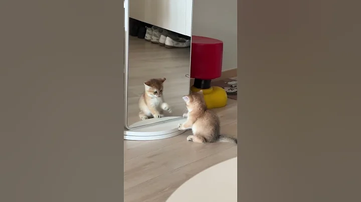 Watch the video about 🐾 Cute Cats Playing with Glass | Funny & Adorable Cat Moments 😻✨
