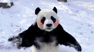 LeBao Becomes a Snowman!☃ | Everland Panda World #LeBao (Panda LeBao)