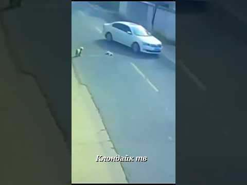 Собаки сделали невероятное, в это трудно поверить #dogs