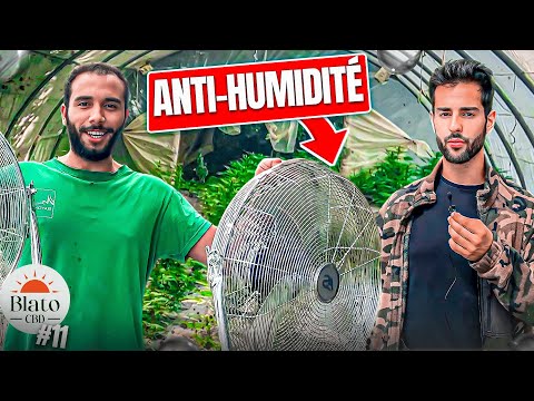 CULTIVER DU CBD EN FRANCE - 11) LA VENTILATION C'EST VITAL !