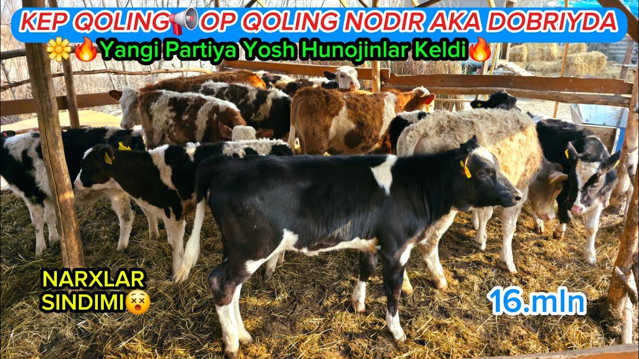 ☎️50.900.09.04📢 PULI OʻTA YENGILLARI VOYDOD👍 SHOSHILAMIZ #dangalsavdo #gibrid#rasiskiy #chorva #cow 