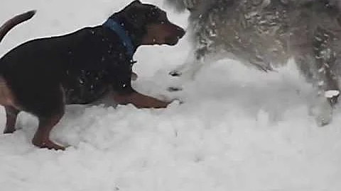 little snow dogs