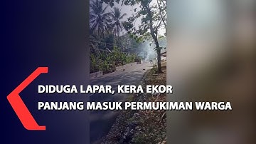 Diduga Lapar, Kera Ekor Panjang Masuk Permukiman Warga