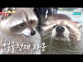 수영을 좋아하는 얼굴천재 라쿤! a raccoon with a cute face #ZOO간애니멀 #MBCLIFE MBC210927방송