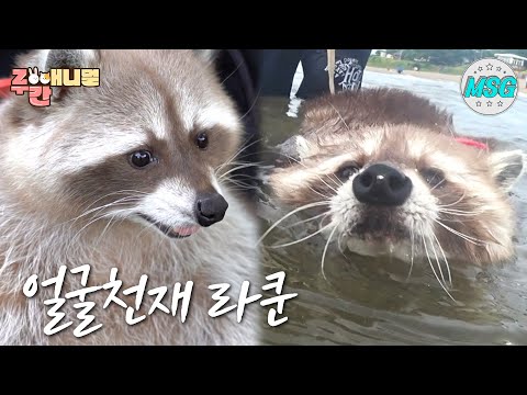 a raccoon with a <strong>cute</strong> <strong>face</strong> #ZOO간애니멀 #MBCLIFE MBC210927방송