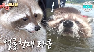 수영을 좋아하는 얼굴천재 라쿤! a raccoon with a cute face #ZOO간애니멀 #MBCLIFE MBC210927방송