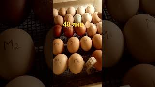 11.03.2024г.Начало второй инкубации куриных яиц🥚