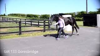 Kilbrew Stables Rock Of Gilbralter X Yukon Girl