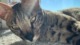 Cute Savannah Cat Purring And Sunbathing! Cuteness Overload! #cute #cat #video by Sweet Heavenly Savannahs 375 views 2 years ago 1 minute, 50 seconds