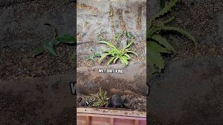 Sneak peak at the giant terrarium wall. #houseplants #aroids