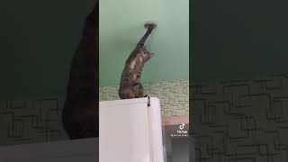 Curious Cat 🙀🙀🙀