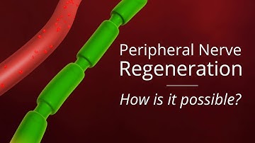 Animation - How is Nerve Regeneration Possible? - The Nerve Doctors