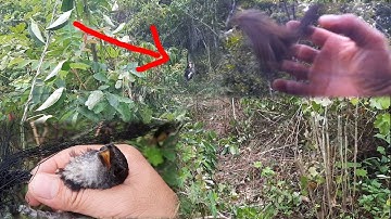 Yos cuab noog lom zem heev July2020