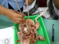 32+ Anatomi Laboratorium Adalah