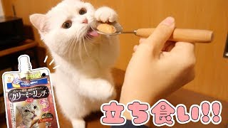 快気祝い！思わずおやつを立ち食いしちゃう猫