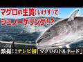 本マグロの生け簀にダイブ⁉ テレビ初公開“マグロトルネード”の絶景【愛知あたりまえ】
