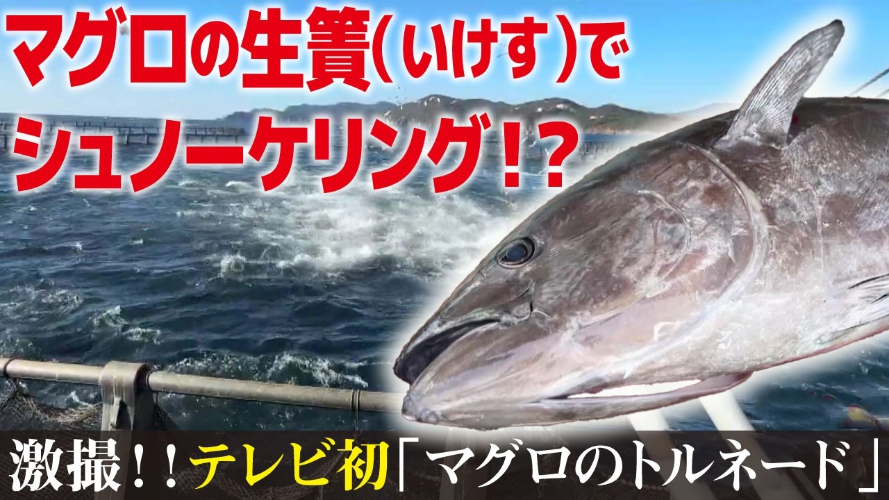 本マグロの生け簀にダイブ⁉ テレビ初公開“マグロトルネード”の絶景【愛知あたりまえ】