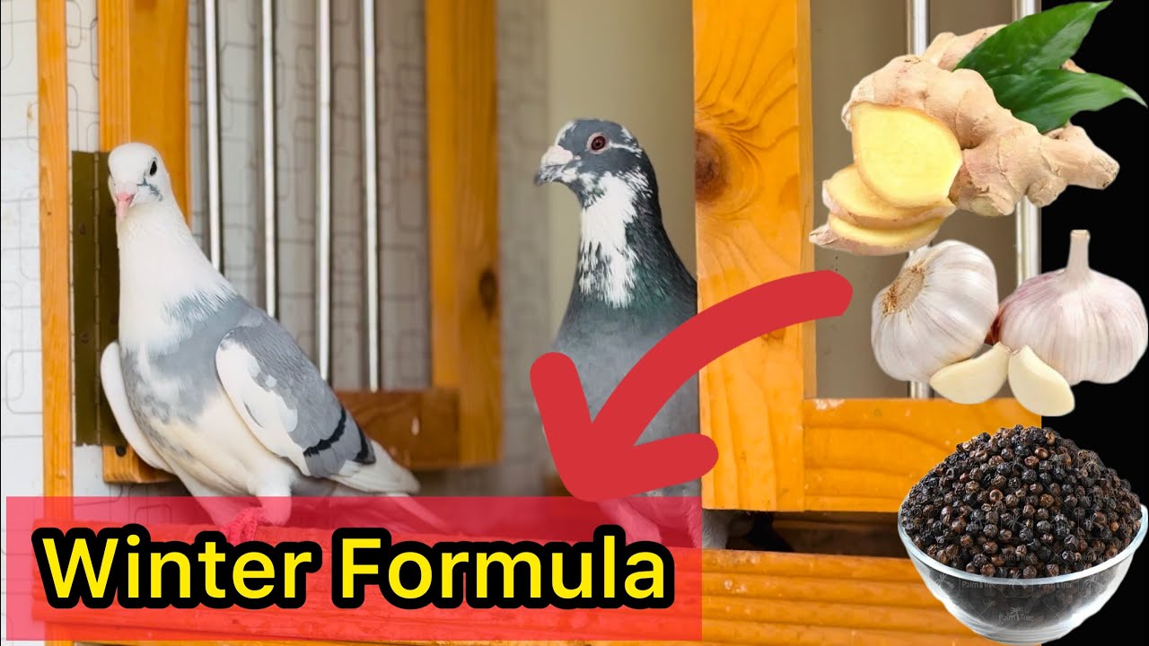 How to protect Racing Pigeons from Cold in Winter - YouTube