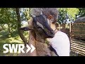 Ein Dressurpferd, eine Wildkatze und ein Ziegenbock | SWR Tierarztgeschichten