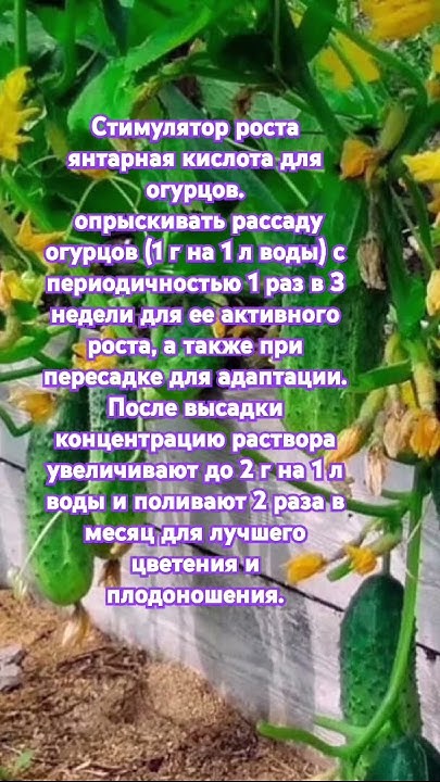 Стимулятор роста янтарная кислота для огурцов. - YouTube