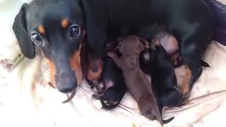 닥스훈트 [깜순이 출산]Dachshund [Kkamsoon Birth]