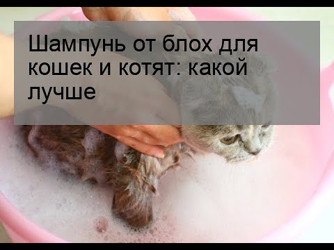 Шампунь от блох для кошек и котят: какой лучше