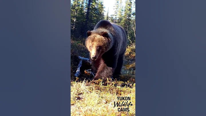 Yukon wildlife: Largest bear of the year
